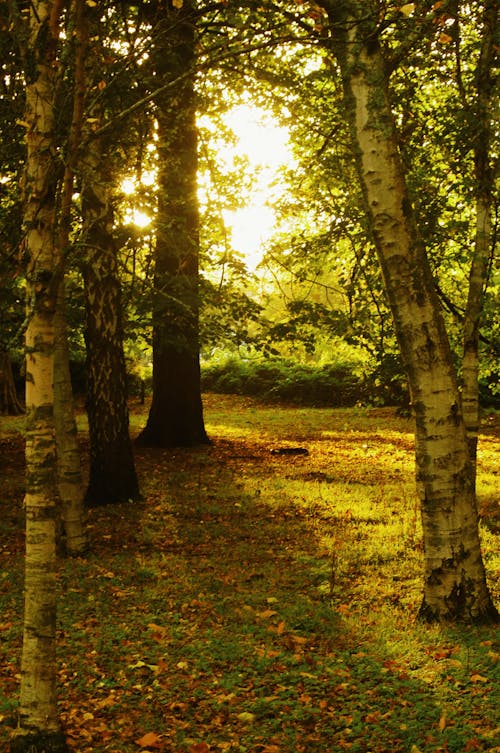 Trees in a Forest in Sunlight 