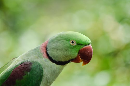 Gratis stockfoto met alexandrine parkiet, bokeh, detailopname