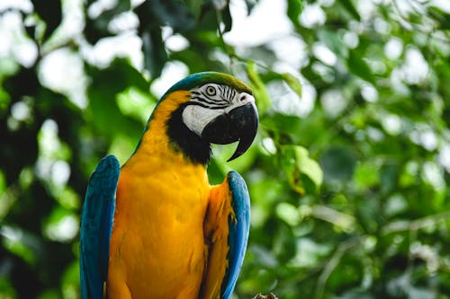 Kostenloses Stock Foto zu Blau-gelber Ara, exotisch, papagei