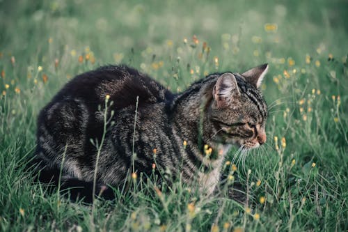 간, 고양이, 농촌의의 무료 스톡 사진