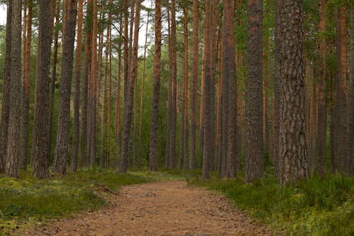A Pathway in a Coniferous Forest