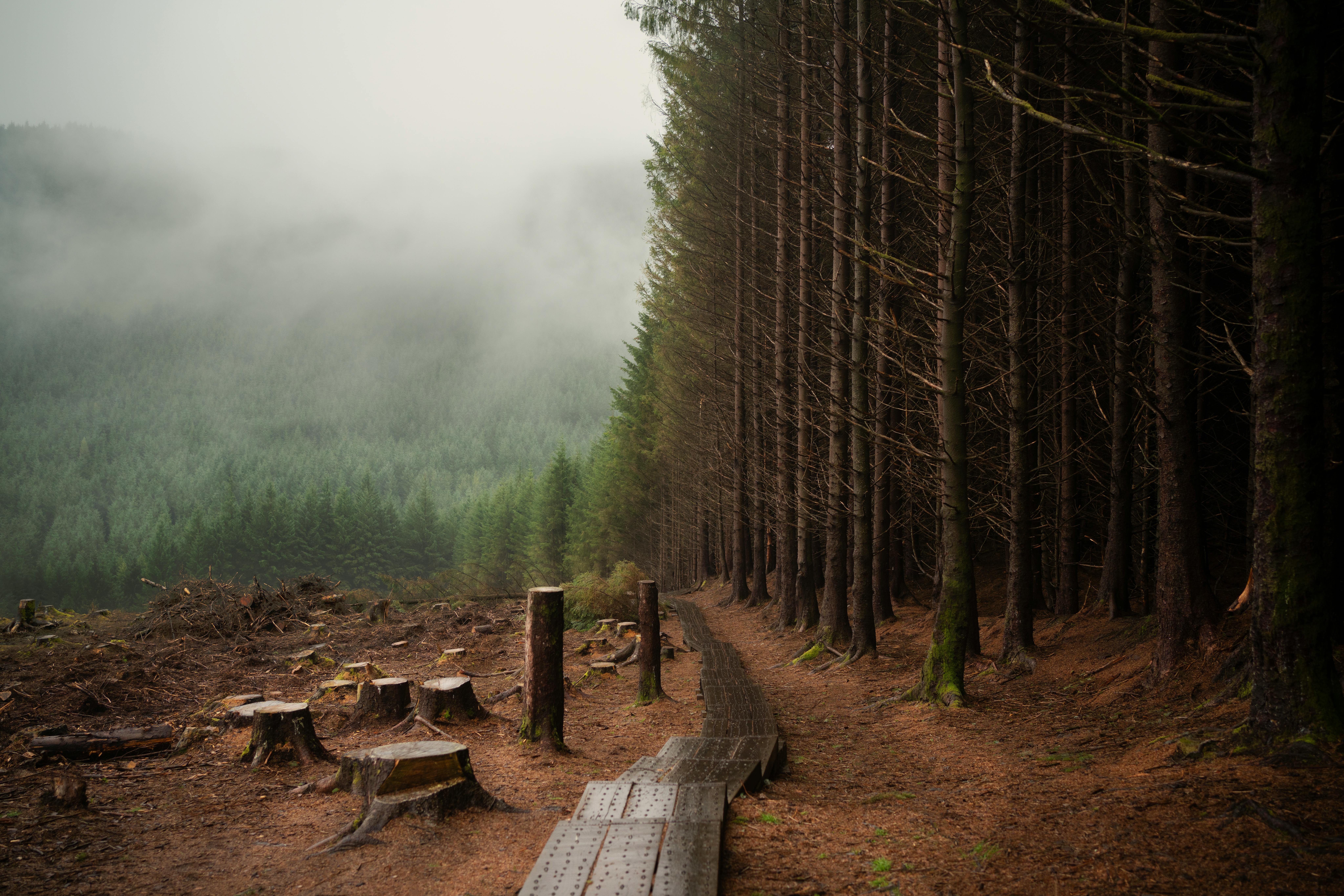 Eerie forest path surrounded by mist and fog, lined with tall trees in a rural setting.