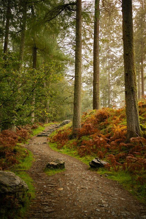 Immagine gratuita di alberi, alto, foresta