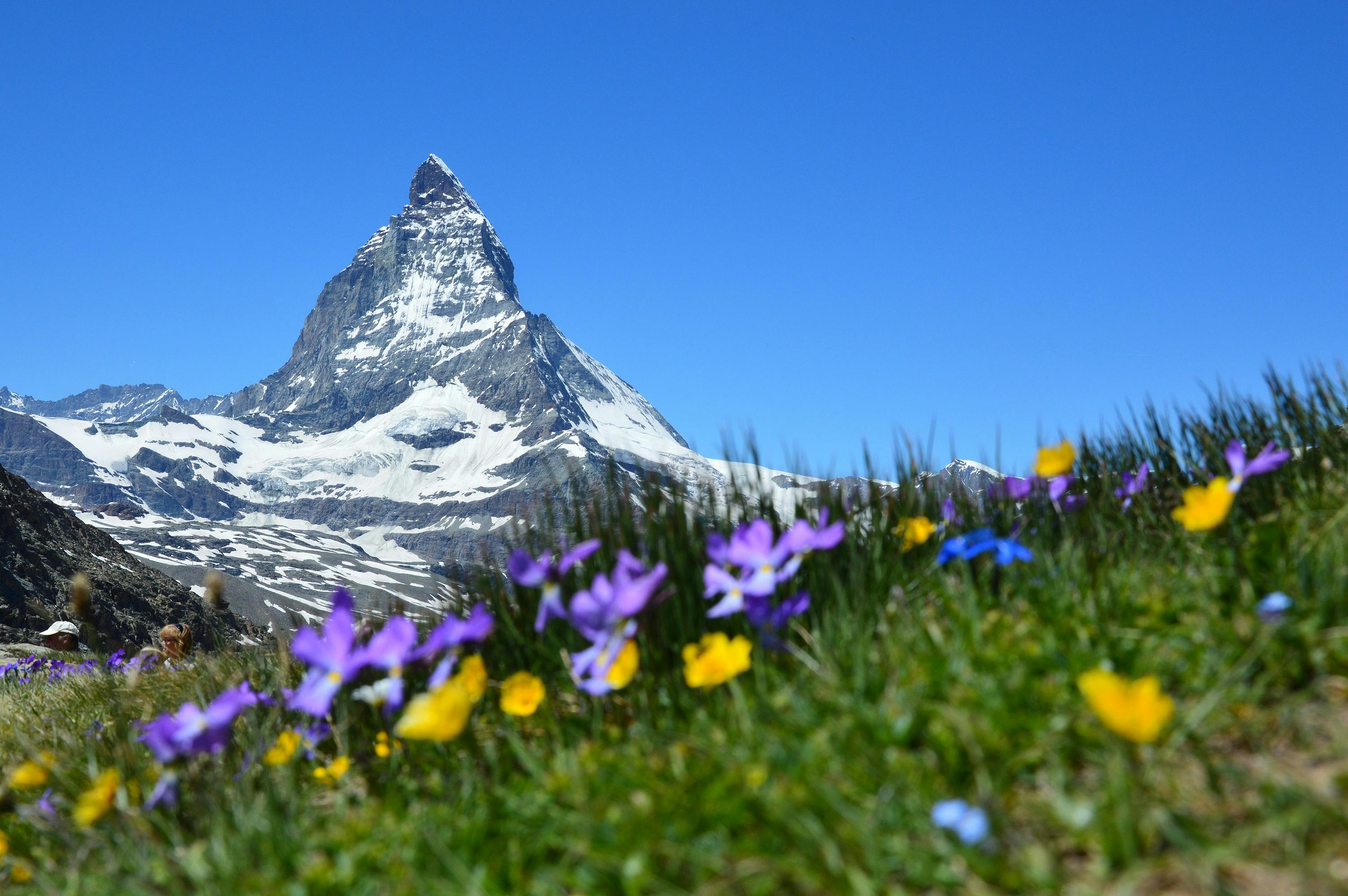 Purple and Yellow Flowers Near White Mountain during ...