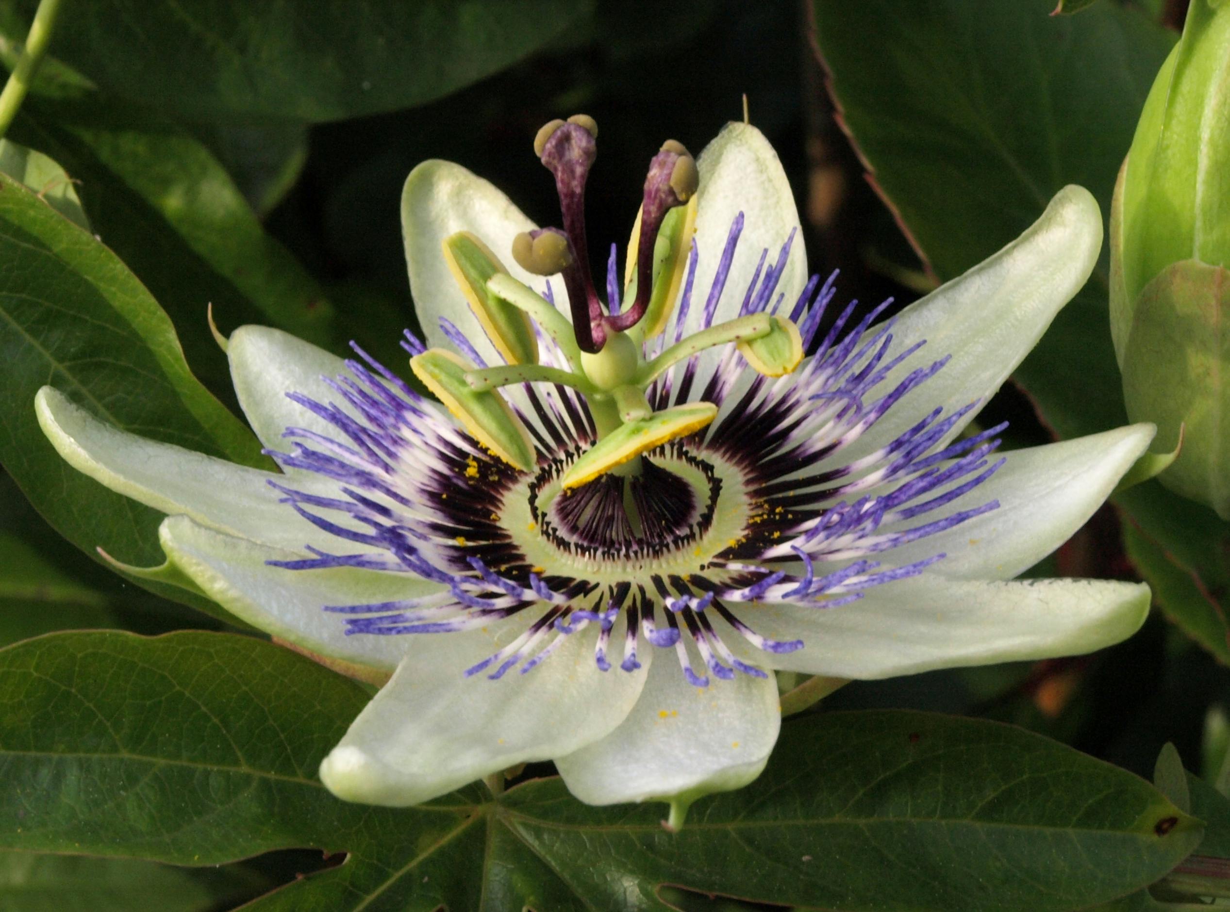 Free stock photo of passion flower
