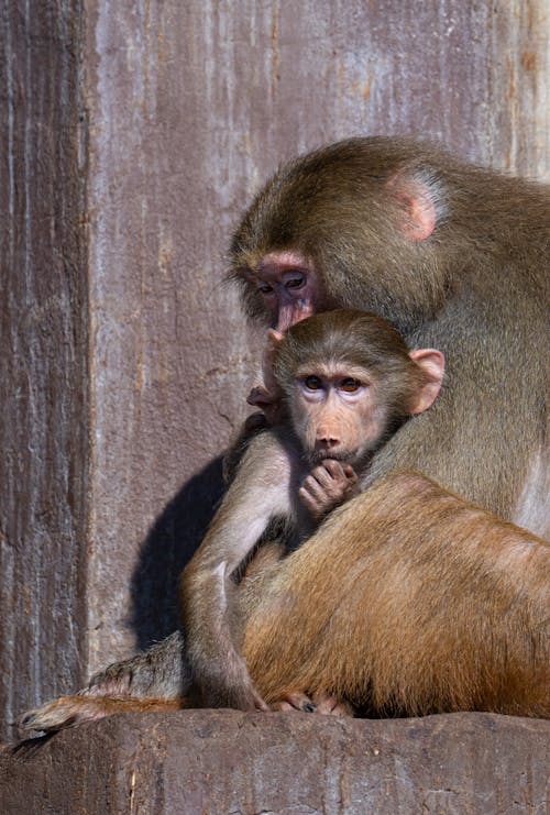Macaque with Young