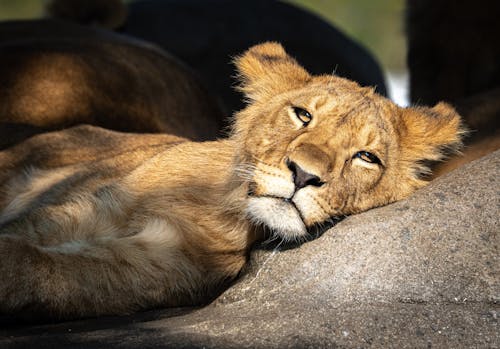 Fotos de stock gratuitas de animal, fauna, fotografía de vida salvaje