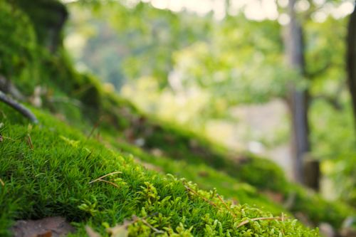 Free Vibrant green moss growing in a serene forest, showcasing nature's lush beauty. Stock Photo