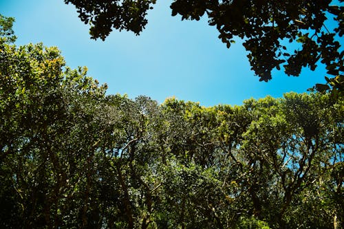 Ảnh lưu trữ miễn phí về đồng bằng horton srilanka, hình nền rừng tối, lá màu xanh đậm
