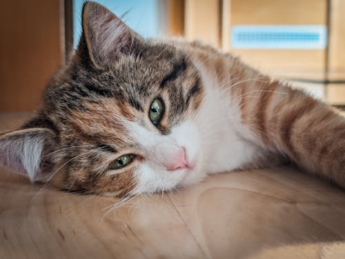 ネコ, 緑の目の無料の写真素材
