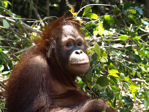 Gratis stockfoto met orangoetan