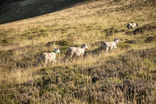 Sheep Grazing on a Pasture 