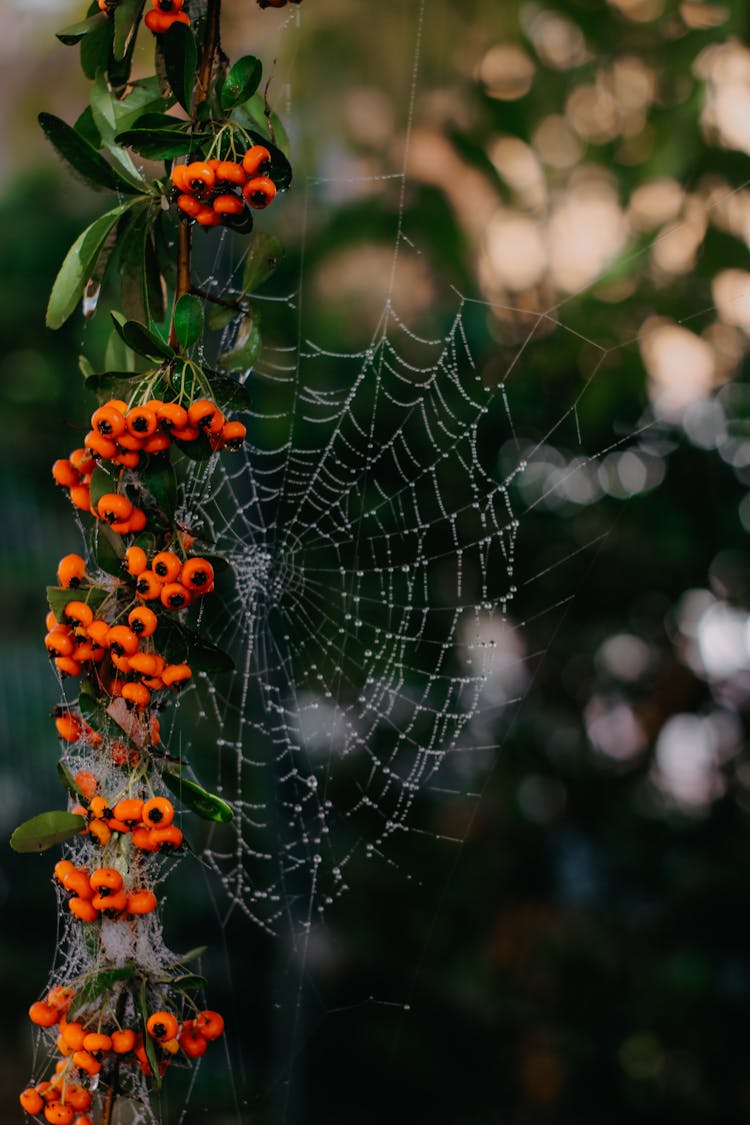 Spiderweb Attached To A Rowan Branch