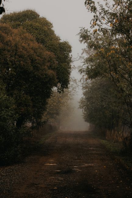 A gloomy, fog-filled path through an autumn forest creating a moody atmosphere.