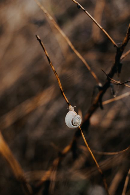 A close-up shot of a snail perched on a twig in the wild, showcasing its delicate spiral shell.