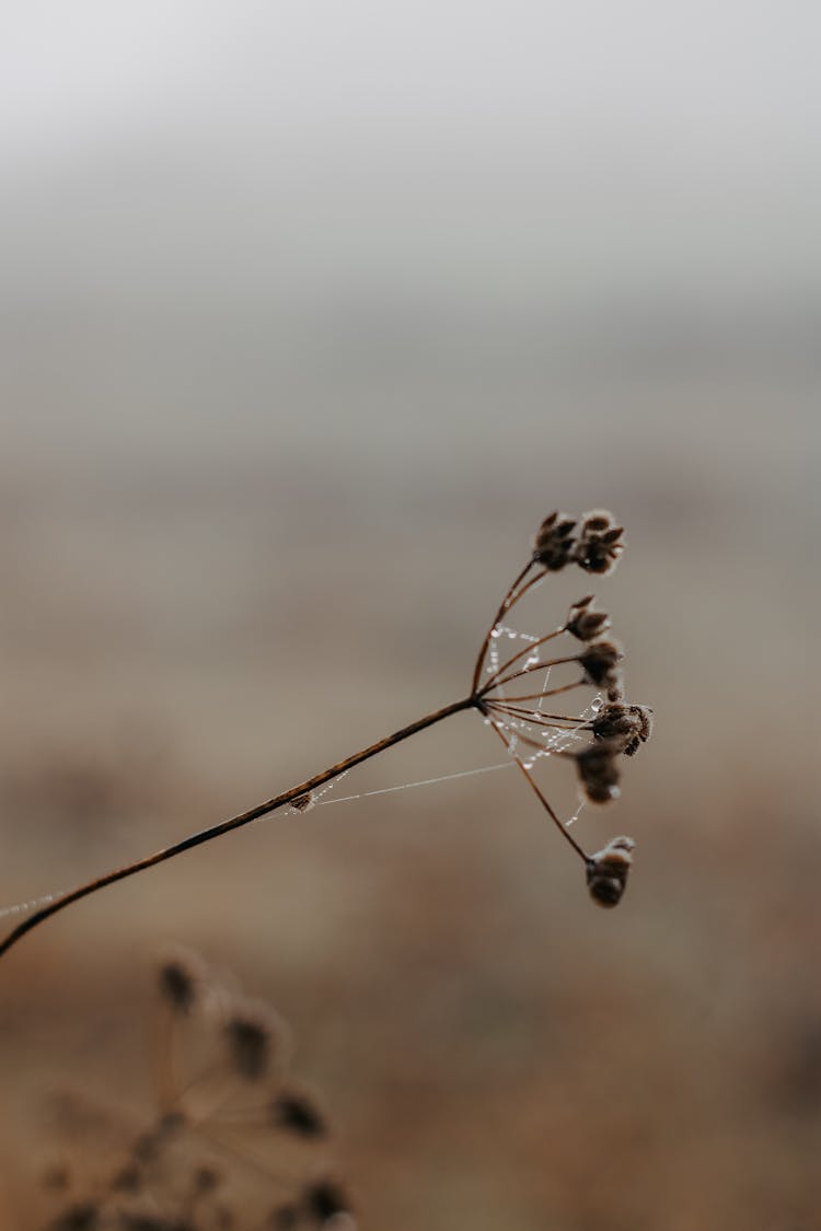 Spiderweb On Thin Plant