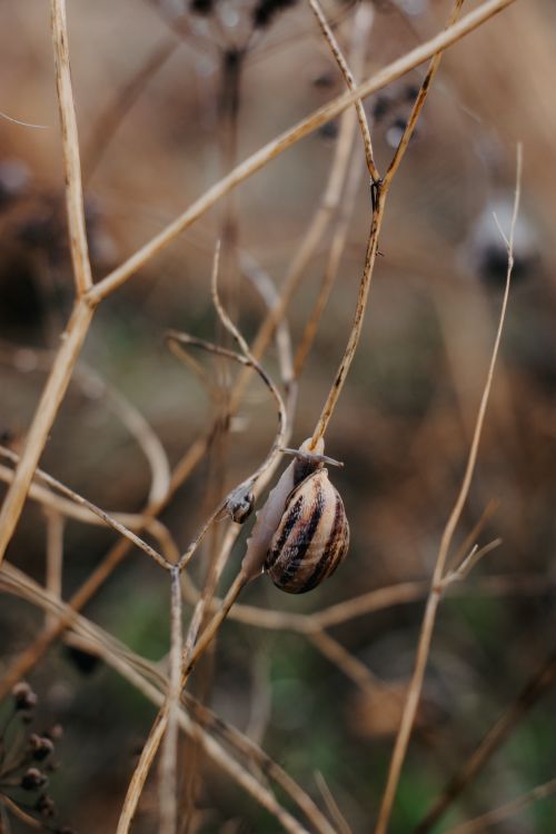 Free A snail perched on dried branches, showcasing natural texture and wildlife detail. Stock Photo