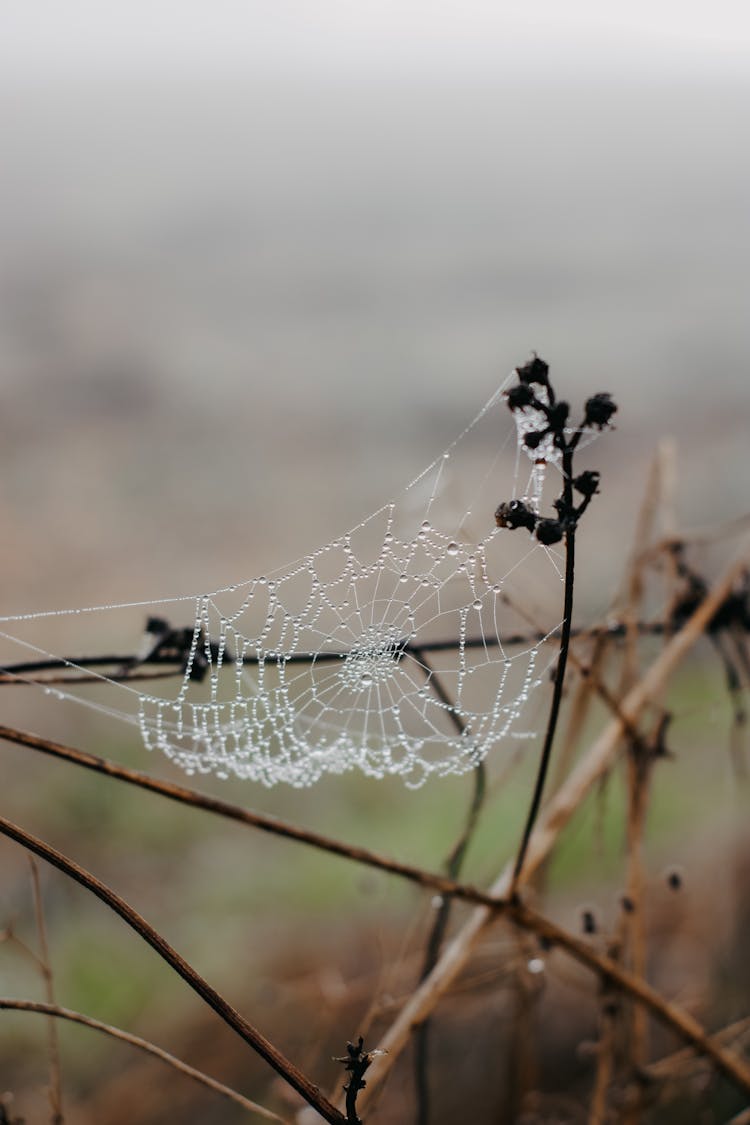 Raindrops On Spiderweb