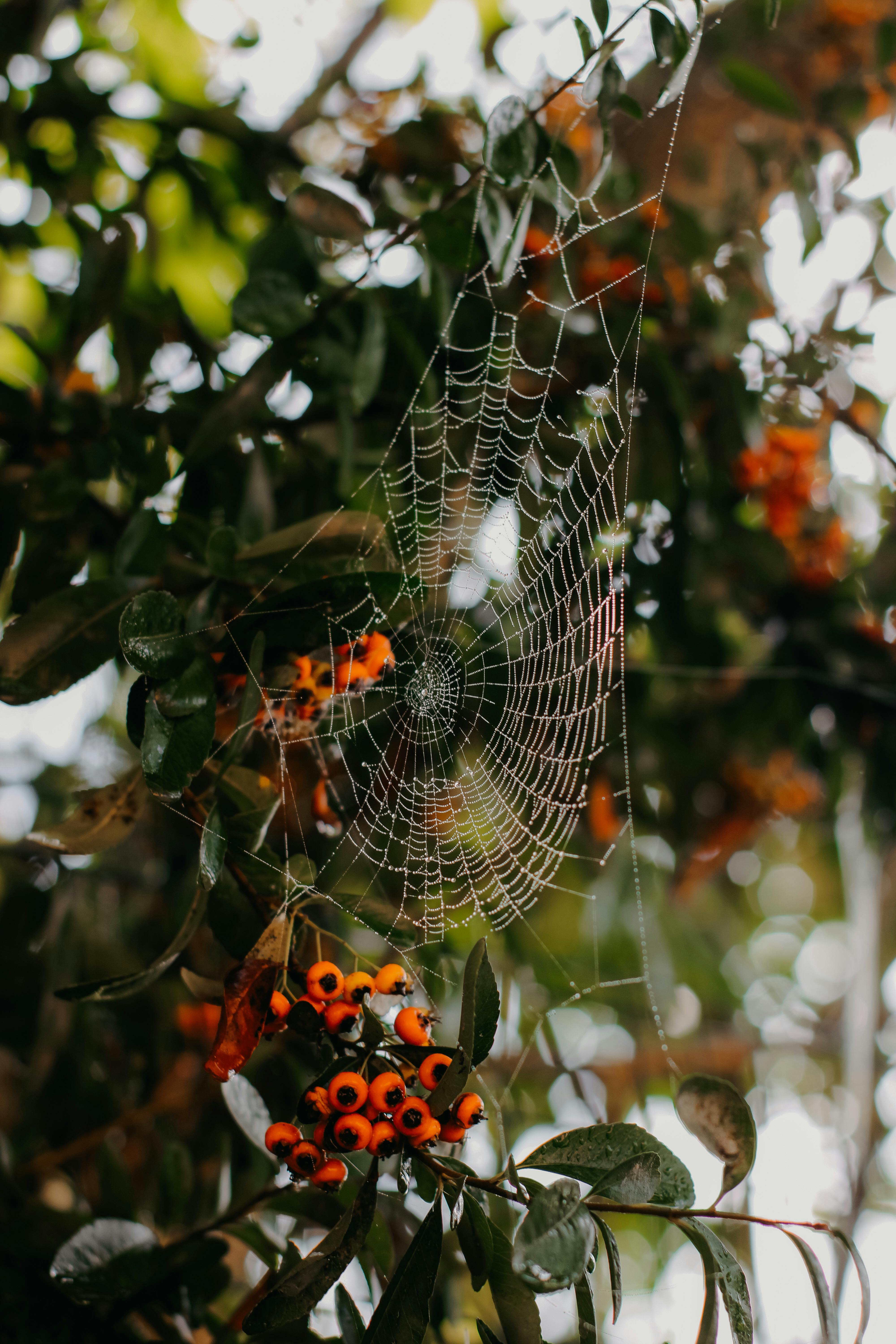 Intricate spiderweb with orange berries and leaves, capturing natural beauty in detail.