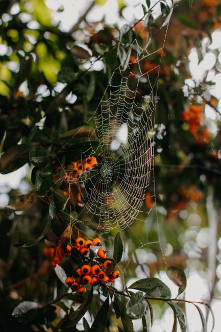 Intricate spiderweb with orange berries and leaves, capturing natural beauty in detail.