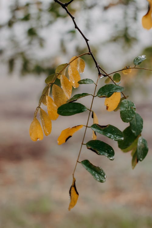 Close-up of a Branch with Green and Yellow Leaves 