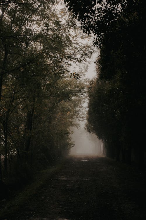 Foggy Dirt Road Through the Forest