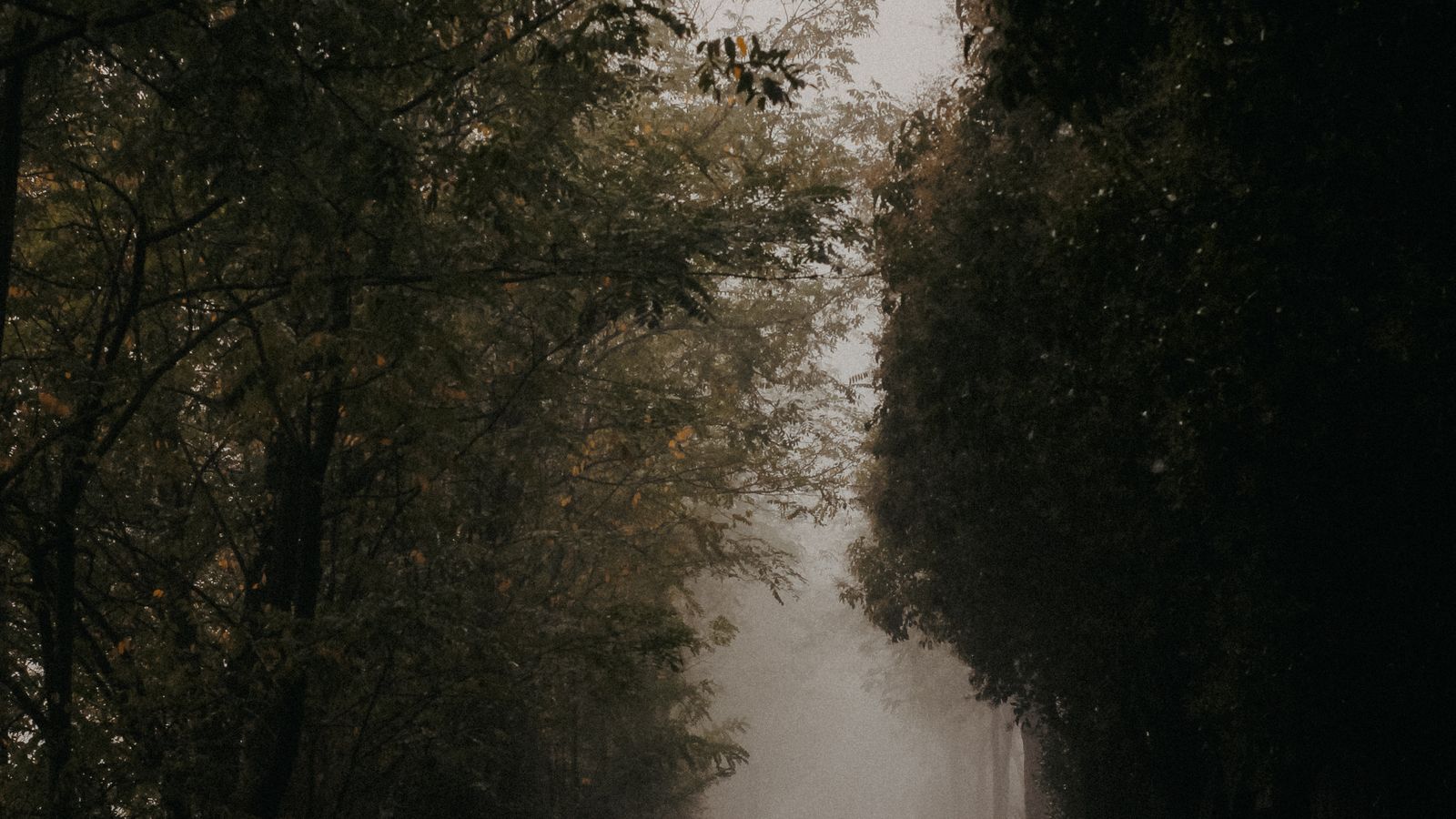 A dirt road winding through a fog-filled forest with no people in the frame, a real stock photo chosen because From is about a mysterious town in the woods that traps everyone who arrives. It is not a still from the series and it does not show anyone from the cast