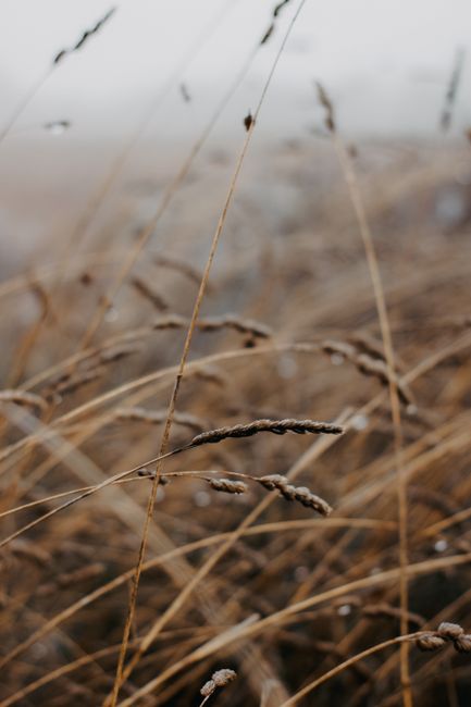 Close-up view of dry grasses in a misty field capturing a serene and natural landscape.