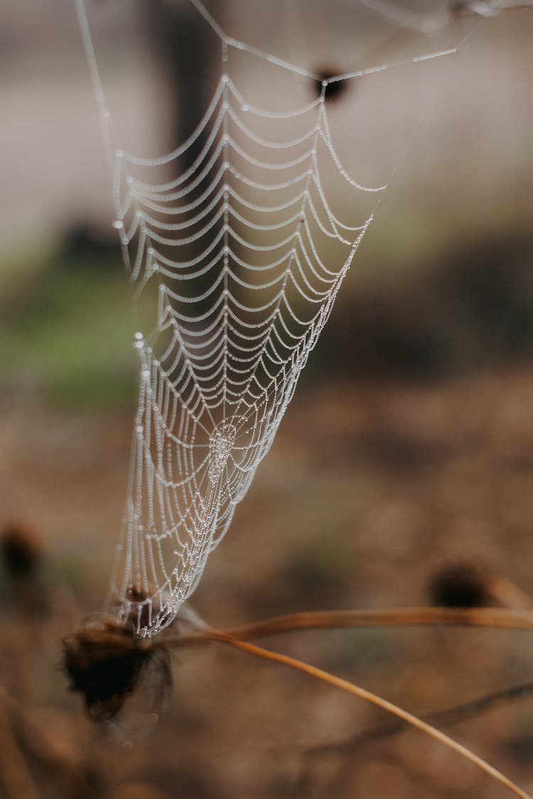 Close Up Of Spiderweb