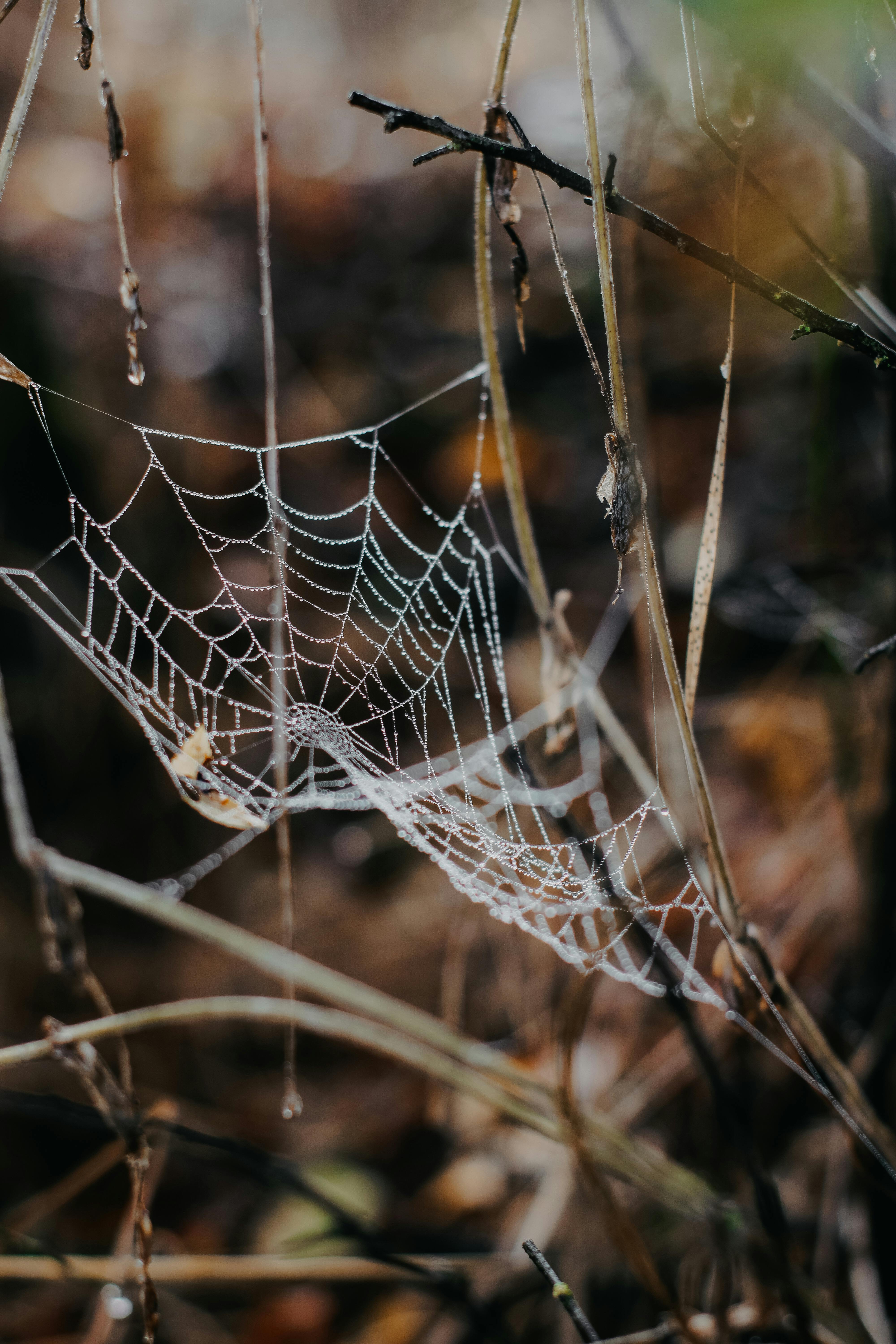 Close-up of a dew-covered spiderweb on twigs in a forest during autumn.