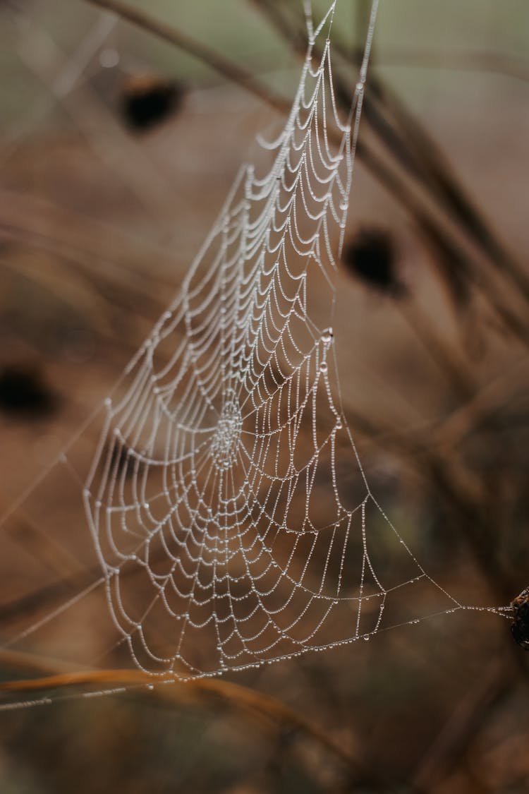 Spiderweb In Nature