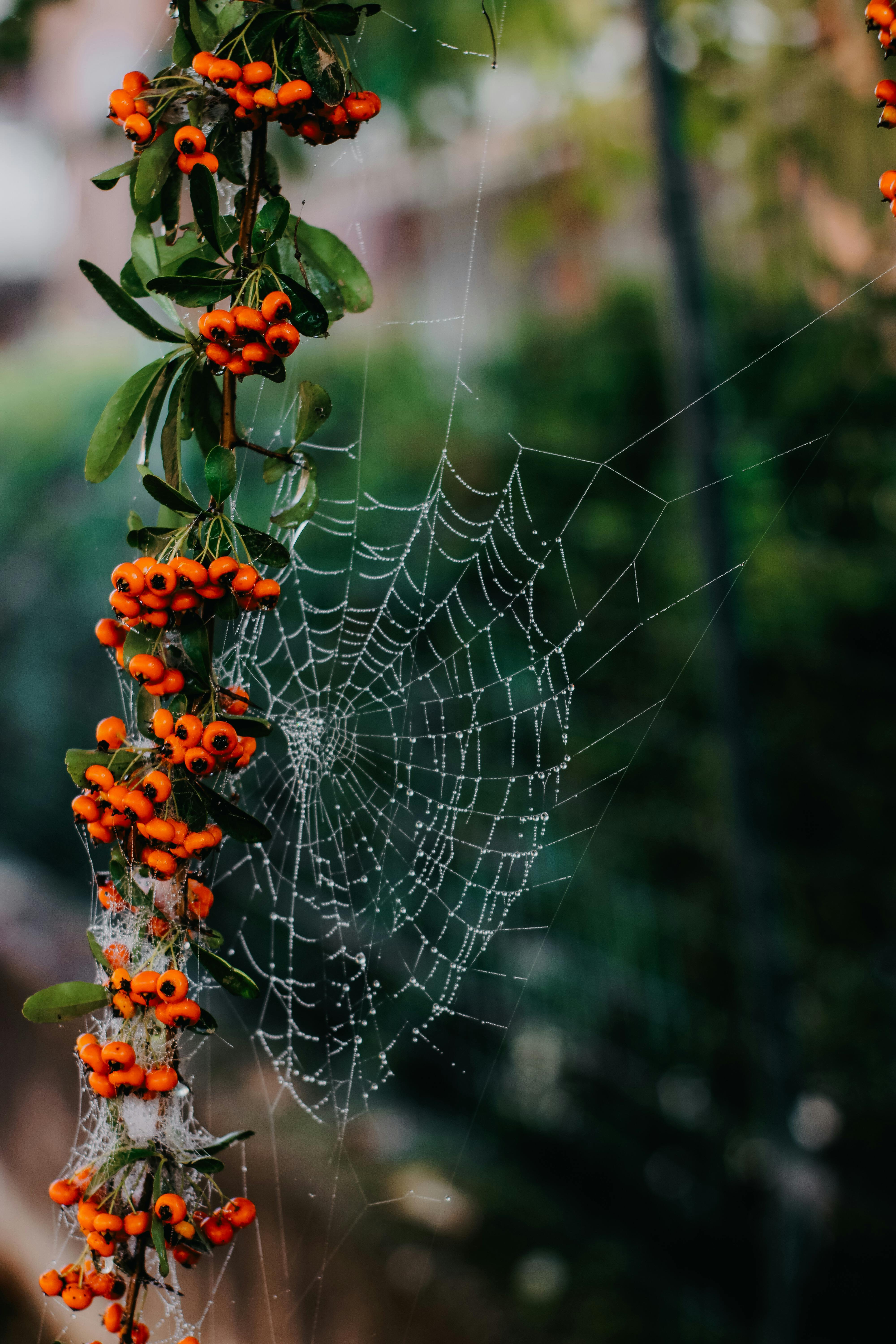 Detailed shot of a spider web with water droplets on a berry-laden branch outdoors.