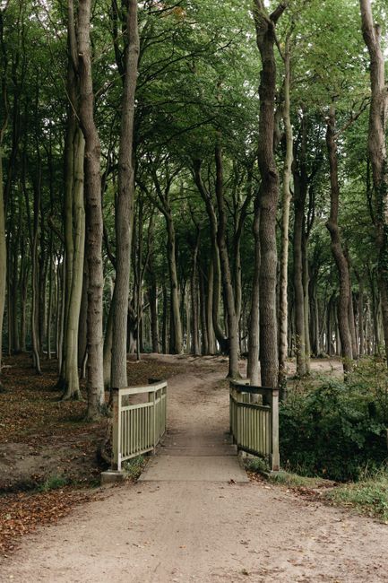 A serene footbridge leads through a lush forest path in Нинхаген, Germany, showcasing tranquil nature.