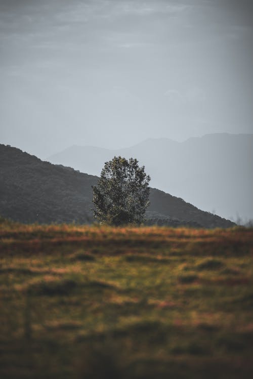 A Meadow with a Tree on the Background of a Hill