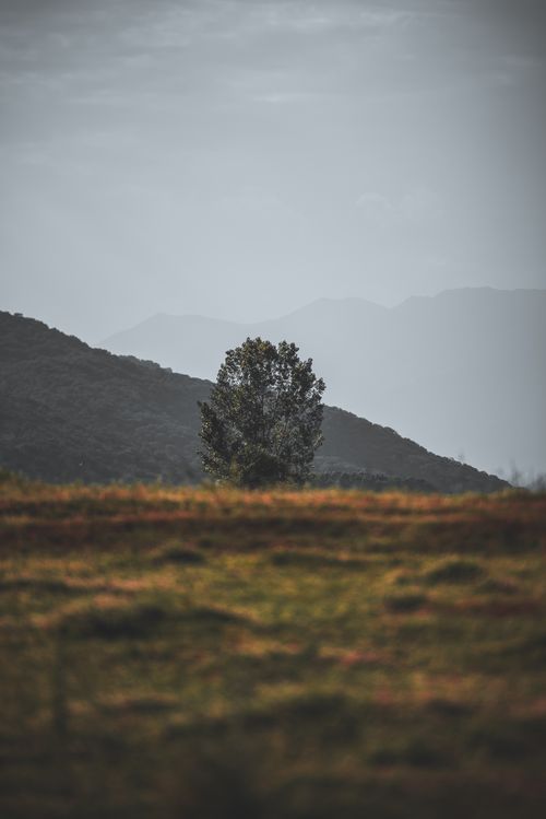 Free Solitary tree in a tranquil Greek countryside setting with hills and cloudy sky. Stock Photo
