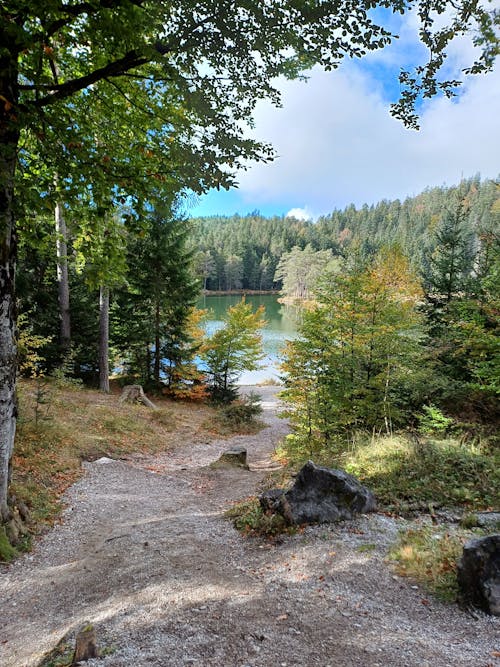 Path and Lake in a Coniferous Forest