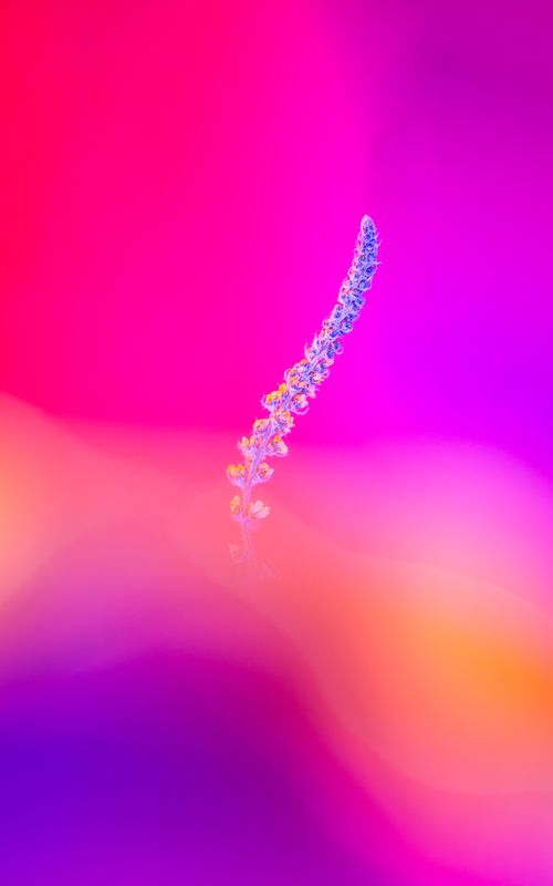 Free Delicate plant against a vivid, colorful abstract background, perfect for creative design uses. Stock Photo