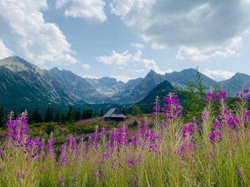 Gratis lagerfoto af baggrund, bjerge, blomster