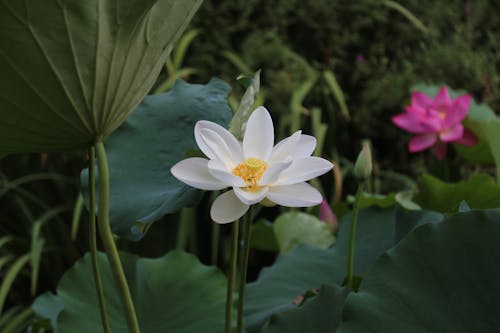 Close-up of White and Pink Lotuses