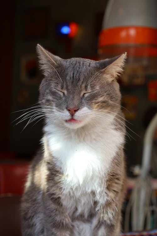 Foto d'estoc gratuïta de cap, fons de pantalla per al mòbil, fotografia d'animals