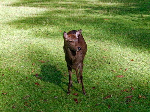Deer on a Meadow 