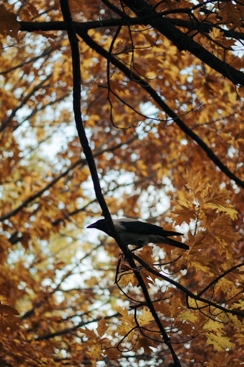 Gray Crow Sitting on a Maple Tree Branch in Autumn