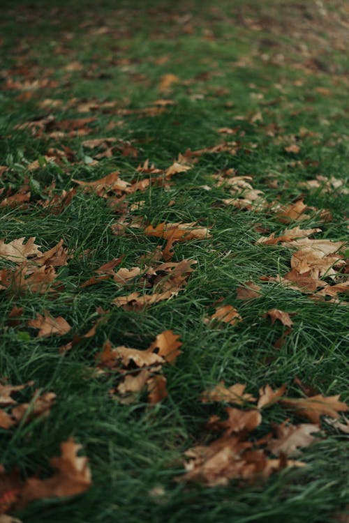 Maple Leaves Lying on Green Grass