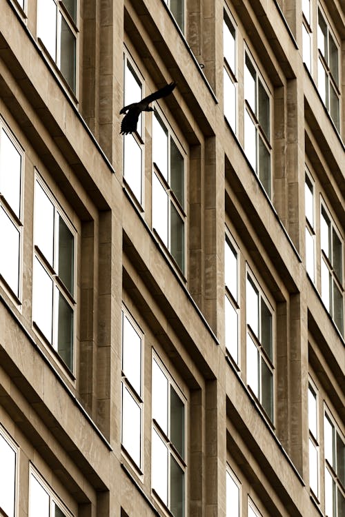건물 외관, 날으는, 도시의의 무료 스톡 사진