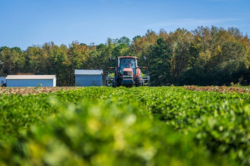 Immagine gratuita di agricoltura, alberi, azienda agricola