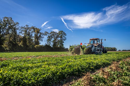 Foto d'estoc gratuïta de agricultura, camp, camps de cultiu