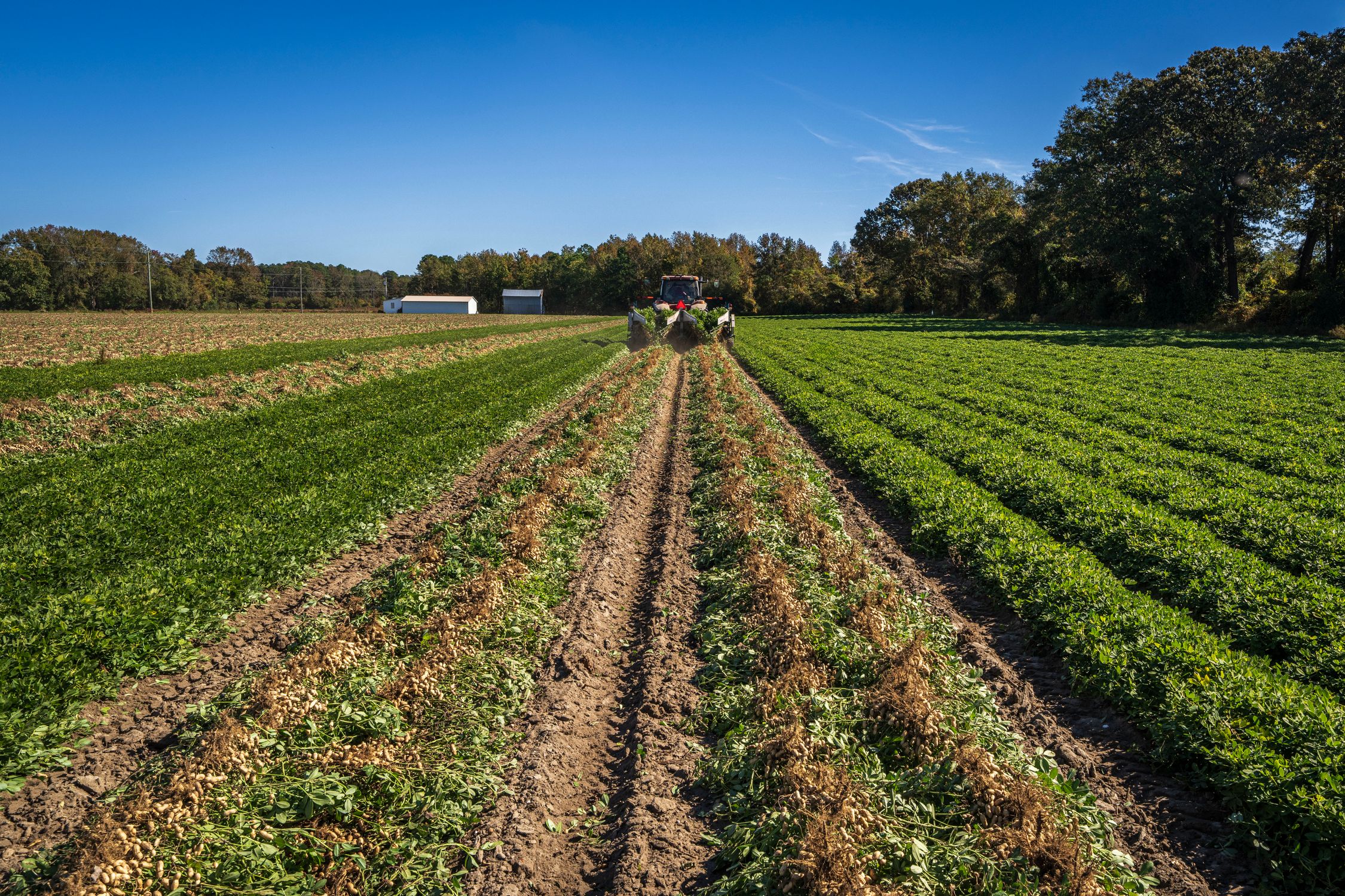 Harvisting Field Harvesting in Field · Free Stock Photo