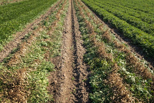 Wheel Tracks on Rural Field