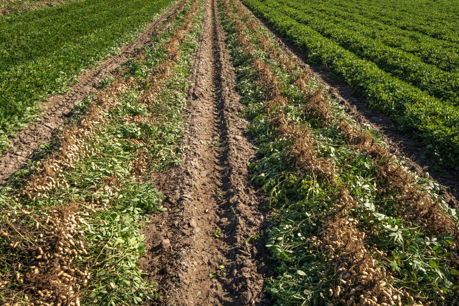 Common Mistakes in Soil Management