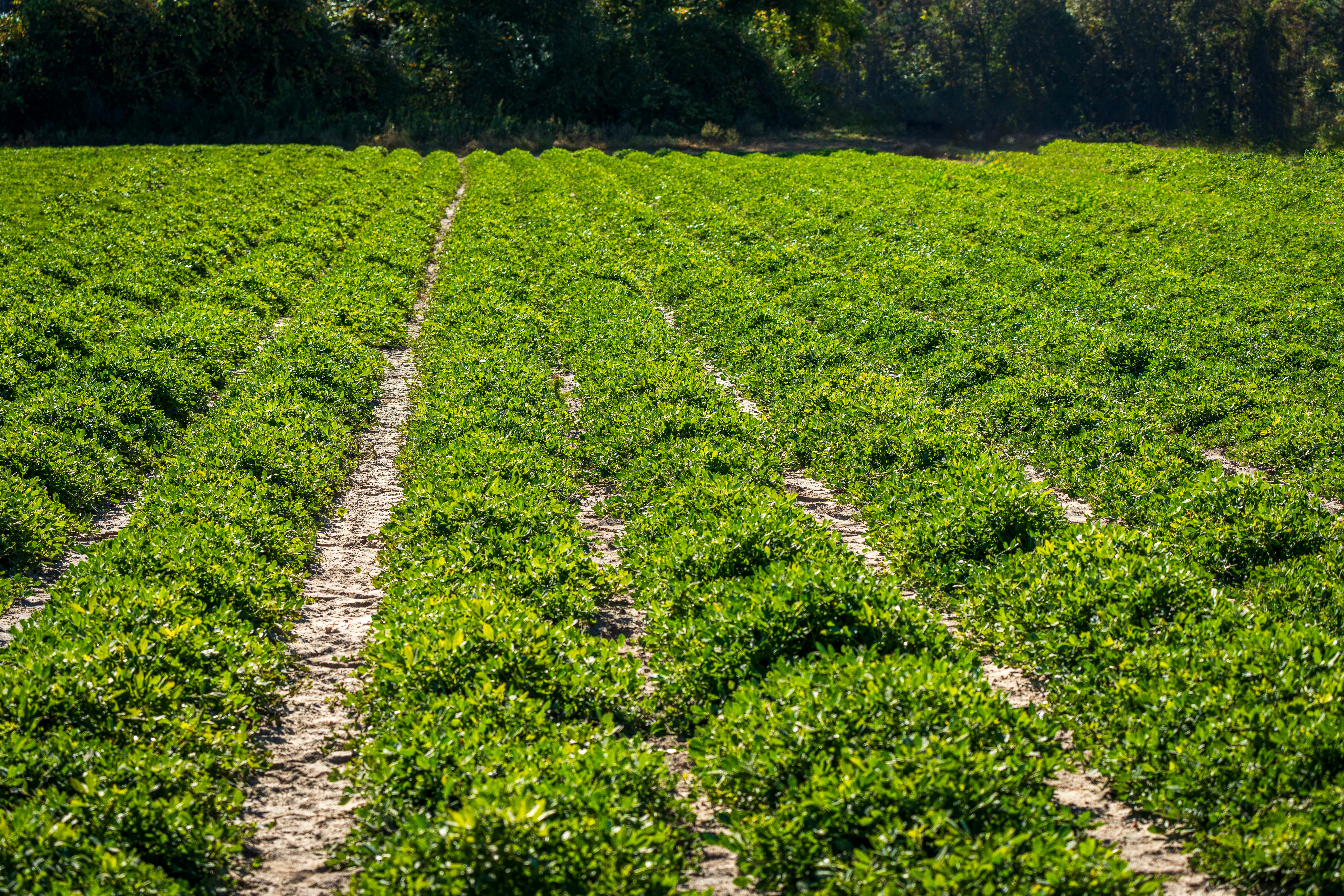 Zimbabwe tobacco hits new highs under smallholder contracts